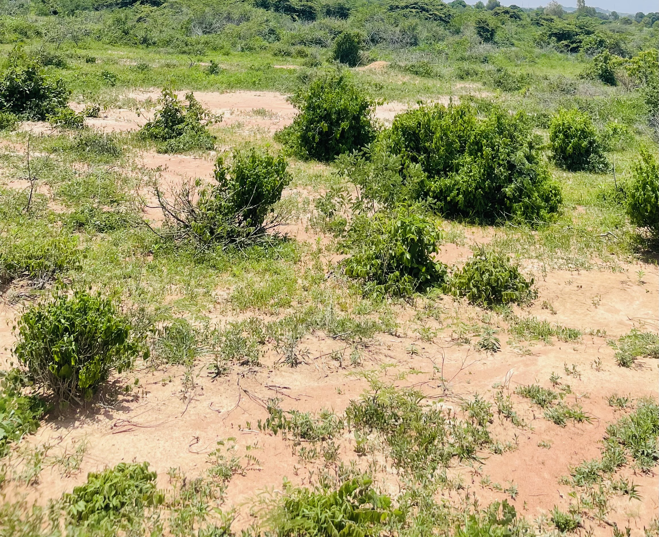 Residential Plot